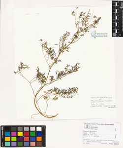 Fumaria officinalis L. subsp. officinalis