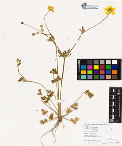 Ranunculus bulbosus L. subsp. bulbosus