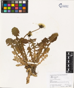 Taraxacum officinale (Aggr.)