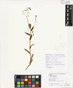 Myosotis decumbens Host subsp. decumbens