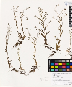 Myosotis arvens¿s (L.) Hill