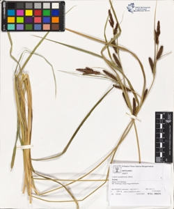 Carex acutiformis Ehrh.