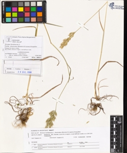 Bromus hordeaceus L. subsp. divaricatus (Bonnier & Layens) Kergu¿len