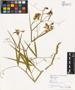 Lathyrus sylvestris L.