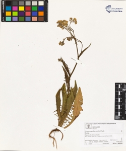 Crepis capillaris (L.) Wallr.