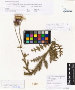 Carduus nutans L. subsp. nutans