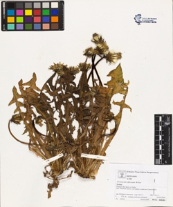 Taraxacum officinale (Aggr.)