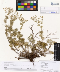 Potentilla argentea L.