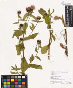 Centaurea nigrescens Willd.