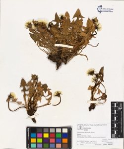 Taraxacum officinale (Aggr.)