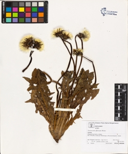 Taraxacum officinale (Aggr.)