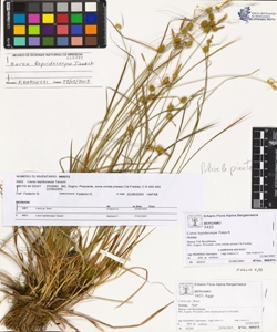 Carex lepidocarpa Tausch