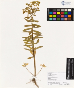 Euphorbia platyphyllos L.