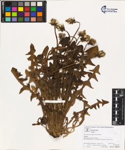 Taraxacum officinale (Aggr.)