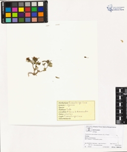 Legous¿a speculum-veneris (L.) Chaix