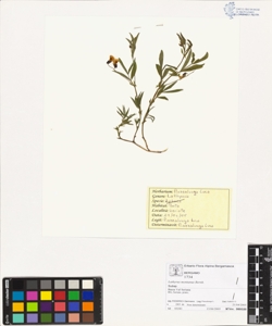 Lathyrus montanus Bernh.