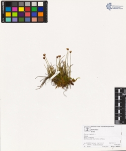 Juncus triglumis L.