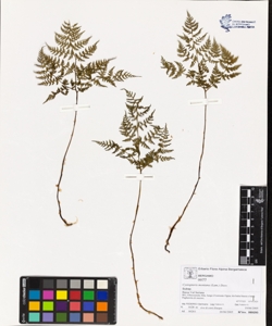 Cystopteris montana (Lam.) Desv.