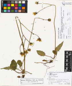 Hieracium bifidum Kit.