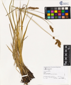 Carex paniculata L.