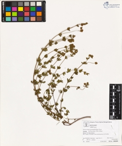 Dorycnium pentaphyllum Scop. subsp. herbaceum (Vill.) Rouy
