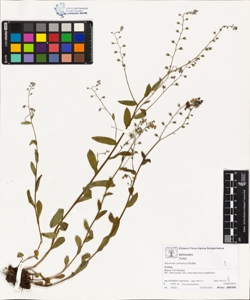 Myosotis sylvatica Hoffm.