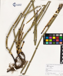 Equisetum hyemale L.