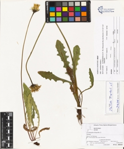 Leontodon hispidus L.