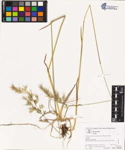 Helictotrichon parlatorei (Woods) Pilger