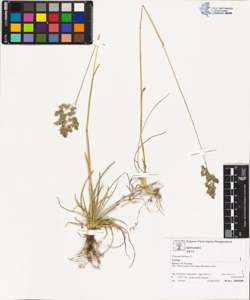 Poa pratens¿s L.