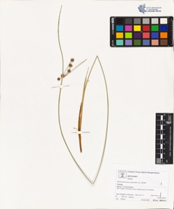 Holoschoenus australis (L.) Rchb.