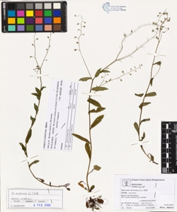 Myosotis arvens¿s (L.) Hill subsp. arvens¿s