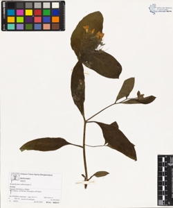 Symphytum tuberosum L.