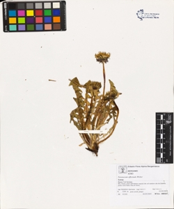 Taraxacum officinale (Aggr.)