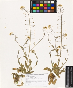 Capsella grandiflora (Fauch¿ et Chaub.) Boiss.