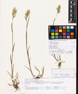 Bromus hordeaceus L. subsp. hordeaceus
