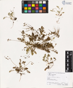Erodium cicutarium (L.) L'H¿r. s.s.