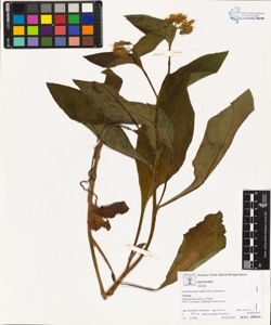 Symphytum bulbosum Schimper