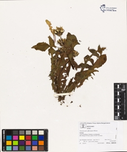 Taraxacum officinale (Aggr.)