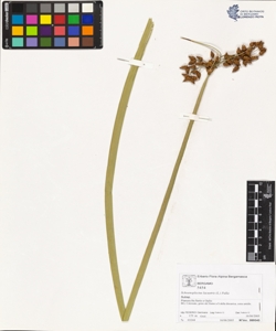 Schoenoplectus lacustris (L.) Palla