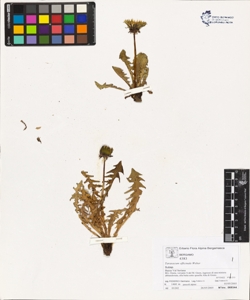 Taraxacum officinale (Aggr.)
