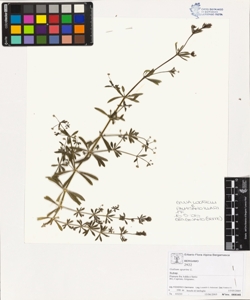 Galium aparine L.