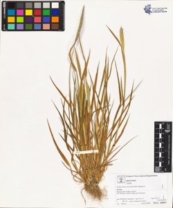 Alopecurus myosuroides Hudson