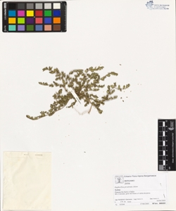 Euphorbia prostrata Aiton