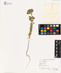 Euphorbia falcata L.