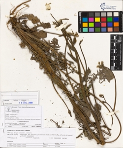Crepis ves¿caria L. subsp. ves¿caria