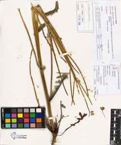 Crepis ves¿caria L. subsp. ves¿caria