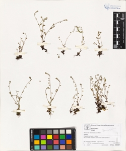 Myosotis arvens¿s (L.) Hill