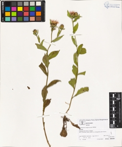 Centaurea nigrescens Willd.