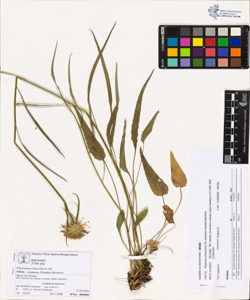 Phyteuma scheuchzeri All. subsp. columnae (Gaudin) Becherer